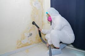 Environmental Consulting for Mold Prevention in Park Forest, IL